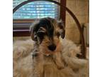 Schnauzer (Miniature) Puppy for sale in Niles, MI, USA