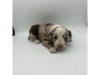 Aussiedoodle Puppy for sale in Cassville, MO, USA