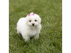 Bichon Frise Puppy for sale in Warsaw, IN, USA