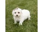 Bichon Frise Puppy for sale in Warsaw, IN, USA