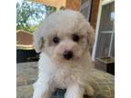 Poodle (Toy) Puppy for sale in Aiken, SC, USA