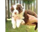 Australian Shepherd Puppy for sale in Turlock, CA, USA