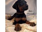 Doberman Pinscher Puppy for sale in Baker, FL, USA