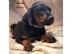 Doberman Pinscher Puppy for sale in Baker, FL, USA