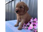 Golden Retriever Puppy for sale in Chariton, IA, USA