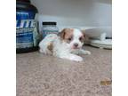 Havamalt Puppy for sale in Poplar Bluff, MO, USA