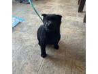 Schipperke Puppy for sale in Espanola, NM, USA