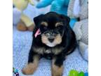 Schnauzer (Miniature) Puppy for sale in Calhoun, GA, USA
