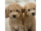 Poodle (Toy) Puppy for sale in Fountain Valley, CA, USA