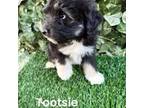 Mutt Puppy for sale in Bakersfield, CA, USA