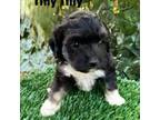 Mutt Puppy for sale in Bakersfield, CA, USA