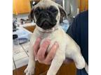 Pug Puppy for sale in Fairfield, CA, USA