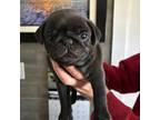 Pug Puppy for sale in Fairfield, CA, USA