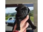 Pug Puppy for sale in Fairfield, CA, USA