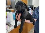 Pug Puppy for sale in Fairfield, CA, USA