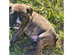 Olde English Bulldogge Puppy for sale in Taylors, SC, USA