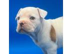 Olde English Bulldogge Puppy for sale in Taylors, SC, USA