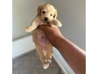 Mutt Puppy for sale in Cassville, MO, USA