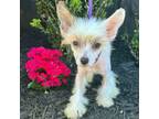 Chinese Crested Puppy for sale in Lake Helen, FL, USA