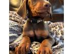 Doberman Pinscher Puppy for sale in Baker, FL, USA