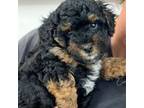 Poodle (Toy) Puppy for sale in Jacksonville, FL, USA