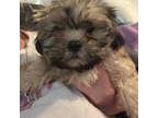 Shih-Poo Puppy for sale in Raleigh, NC, USA