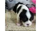 Cavalier King Charles Spaniel Puppy for sale in Arcadia, OH, USA