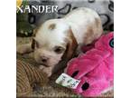 Cavalier King Charles Spaniel Puppy for sale in Arcadia, OH, USA