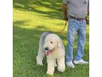 Old English Sheepdog Puppy for sale in Lepanto, AR, USA