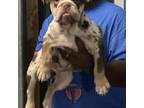 Bulldog Puppy for sale in Eastman, GA, USA