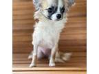 Chihuahua Puppy for sale in The Woodlands, TX, USA