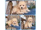 Poodle (Toy) Puppy for sale in Jacksonville, FL, USA