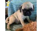 Pug Puppy for sale in Schulenburg, TX, USA