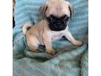 Pug Puppy for sale in Schulenburg, TX, USA