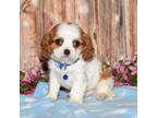 Cavalier King Charles Spaniel Puppy for sale in Fredericksburg, OH, USA