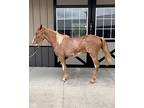 Griddle, Tennessee Walking Horse For Adoption In Houston, Texas