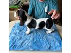 Basset Hound Puppy for sale in Paw Paw, MI, USA