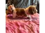 Basset Hound Puppy for sale in Paw Paw, MI, USA