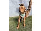 Damien, Labrador Retriever For Adoption In Carlsbad, California