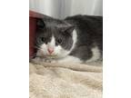 Bertha, Domestic Shorthair For Adoption In Indianapolis, Indiana