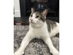 Ben, Domestic Shorthair For Adoption In Mount Holly, New Jersey