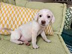 Duchess, Labrador Retriever For Adoption In San Antonio, Texas