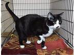 Amarissa, Domestic Shorthair For Adoption In Smithers, British Columbia