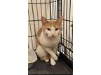 Springsteen, Levittown Ps (fcid# 02/15/2024-104), Domestic Shorthair For