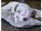 Carolina, American Pit Bull Terrier For Adoption In Kansas City, Missouri