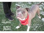 Falafel, American Pit Bull Terrier For Adoption In Kansas City, Missouri