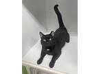 Boyd, Domestic Shorthair For Adoption In Rochester, Indiana