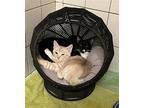 Bonnie & London, Domestic Shorthair For Adoption In Menifee, California