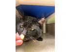 Rudy *working Cat*, Domestic Shorthair For Adoption In Auburn, Washington