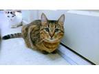 Rogue, Domestic Shorthair For Adoption In Erie, Pennsylvania